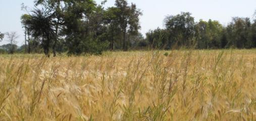value-chain-study-of-major-crops-final-June2012