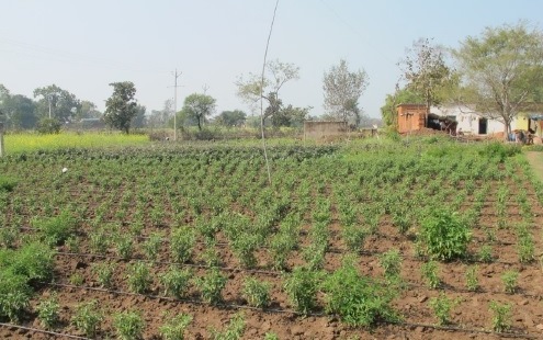 vegetable production